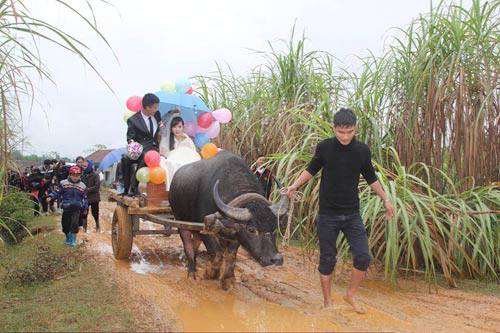 Đám[-]rước[-]dâu[-]bằng[-]xe[-]trâu[-]của[-]cặp[-]đôi[-]ở[-]xứ[-]Nghệ